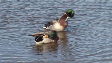 Northern Mallard bathing & preening par wide