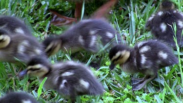 Northern Mallard mother and 8 chicks eating on grass  pan zoom