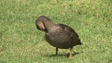 Pacific Black Duck preening medium