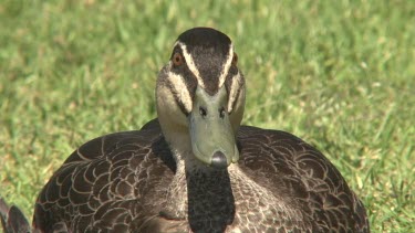 Pacific Black Duck resting  very close