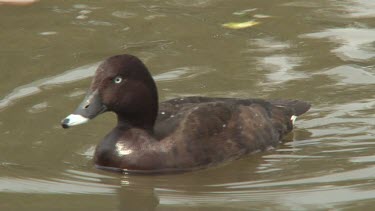 Hard Head swimming close