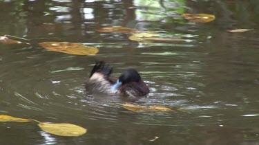 Blue-billed Duck bathing & preening