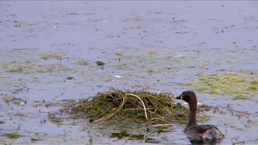 Australasian Grebe brings material to nest wide