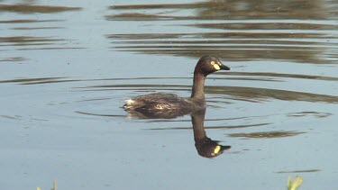 Australasian Grebe dives for food wide