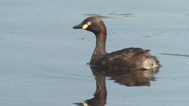 Australasian Grebe on the alert medium