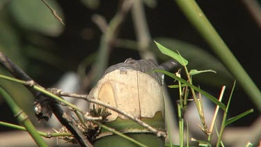 Peaceful Dove nesting on bamboo medium
