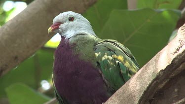 Wompoo Fruit-Dove perched close