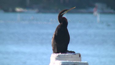 Australian Darter drying plumage male wide