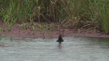 Australian Darter with fish wide