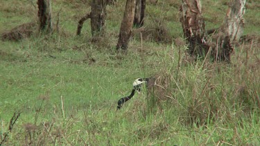 Black-necked Stork eating a snake wide far