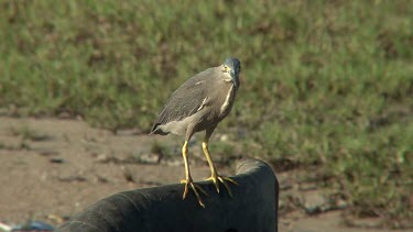 Striated Heron perched wide