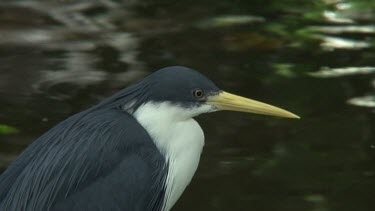 Pied Heron perched close