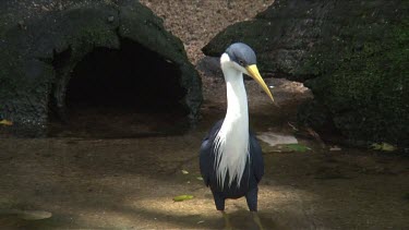 Pied Heron searching prey medium