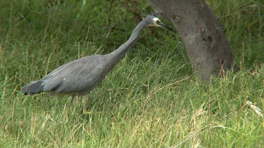 White-faced Heron capturing a lizard medium