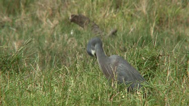 White-faced Heron preening alert medium