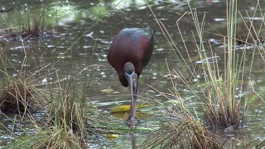Glossy Ibis scanning for food