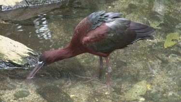 Glossy Ibis searching for food
