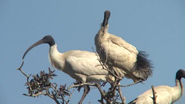 Australian White Ibis perched blue sky wide