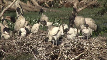 Australian White Ibis zoom pond with nests