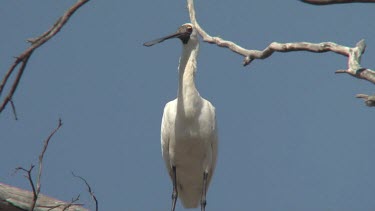 Royal Spoonbill perched medium