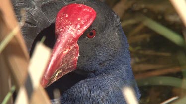 Purple Swamphen ultra close