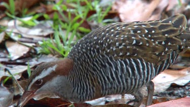 Buff-banded Rail feeding close