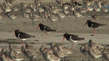 Australian Pied Oystercatcher four standing among waders wide