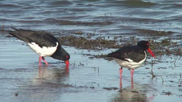 Australian Pied Oystercatcher pair feeding wide