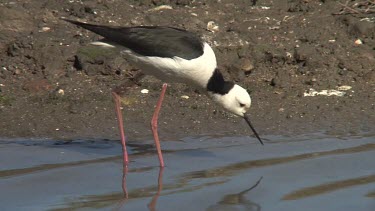 Black-winged Stilt eating medium zoom