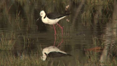 Black-winged Stilt eating mirror image wide