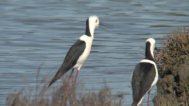 Black-winged Stilt skermaches wide