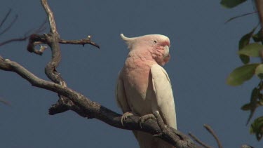 Major Mitchell's Cockatoo perched closer