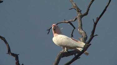 Major Mitchell's Cockatoo perched wide