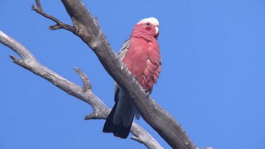 Galah perched blue sky close