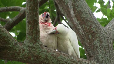 Long-billed Corella prening pair close