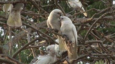 Little Corella pair perched playing medium