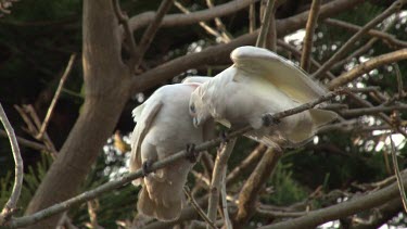 Little Corella pair perched preening playing medium