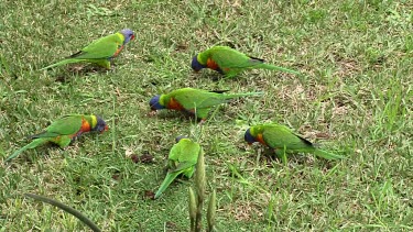 Rainbow Lorikeet flock eating on the grass ultra wide