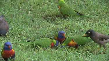 Rainbow Lorikeet flock eating on the grass wide