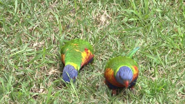 Rainbow Lorikeet pair eating on the grass wide