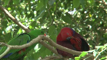 Eclectus Parrot pair mating  close