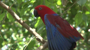 Eclectus Parrot perched female close