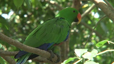 Eclectus Parrot perched male close