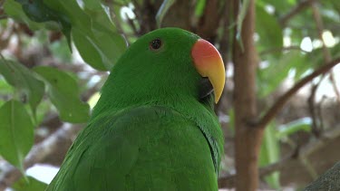 Eclectus Parrot perched ultra close