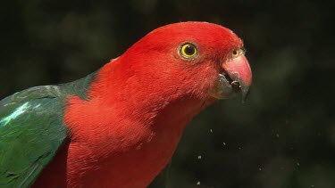 Australian King Parrot male ultra close