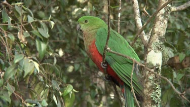 Australian King Parrot perched female medium