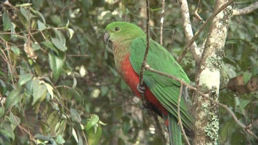 Australian King Parrot perched female ultra close