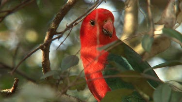 Australian King Parrot perched male close