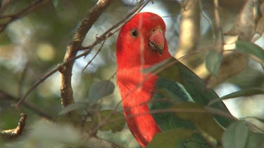 Australian King Parrot perched male wide