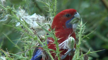 Crimson Rosella eating seeds close